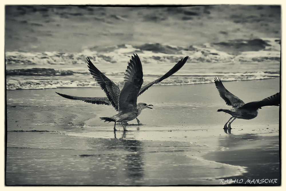 -mouettes.jpg