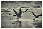 -mouettes.jpg