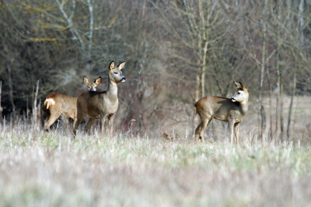 Logiciel DXO-img_3951_modifie-1.jpg