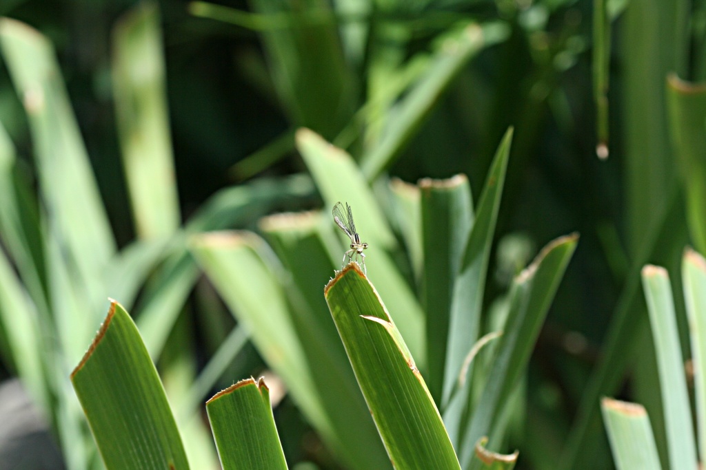 Logiciel DXO-demoiselle.jpg