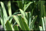 Logiciel DXO-demoiselle.jpg