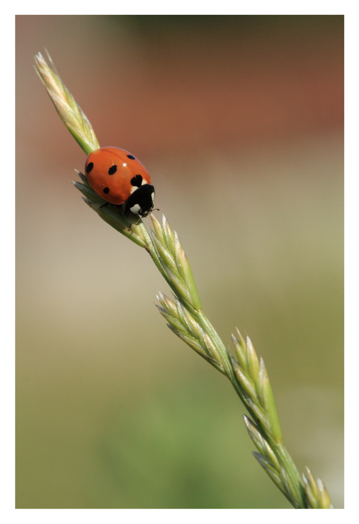 Une petite coccinelle...