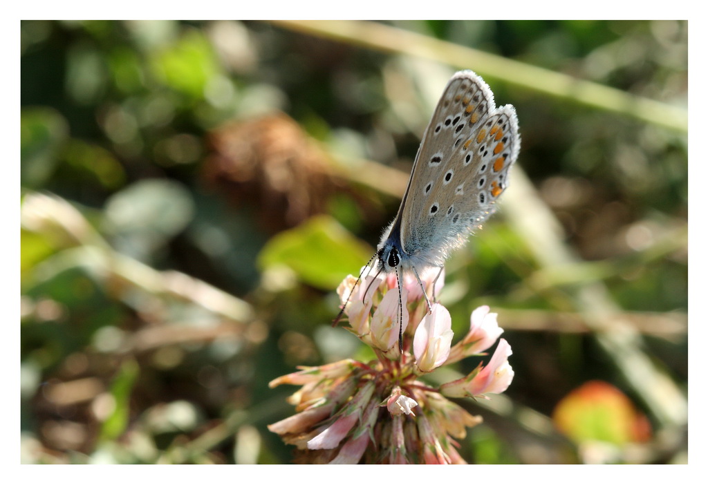 Papillon du jour, ...
