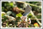 Papillon du jour, ...