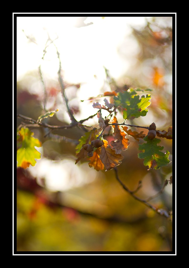 -feuilles-glands.jpg