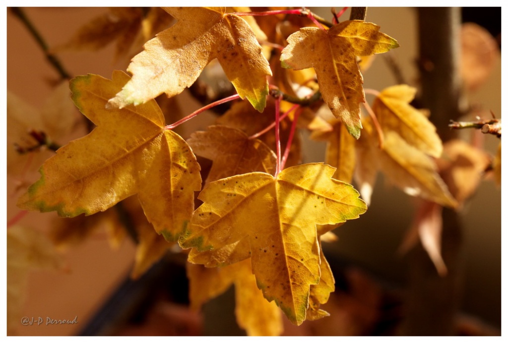 Belles couleurs