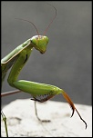 Retour ....-macro30.jpg