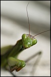 Retour ....-macro32.jpg