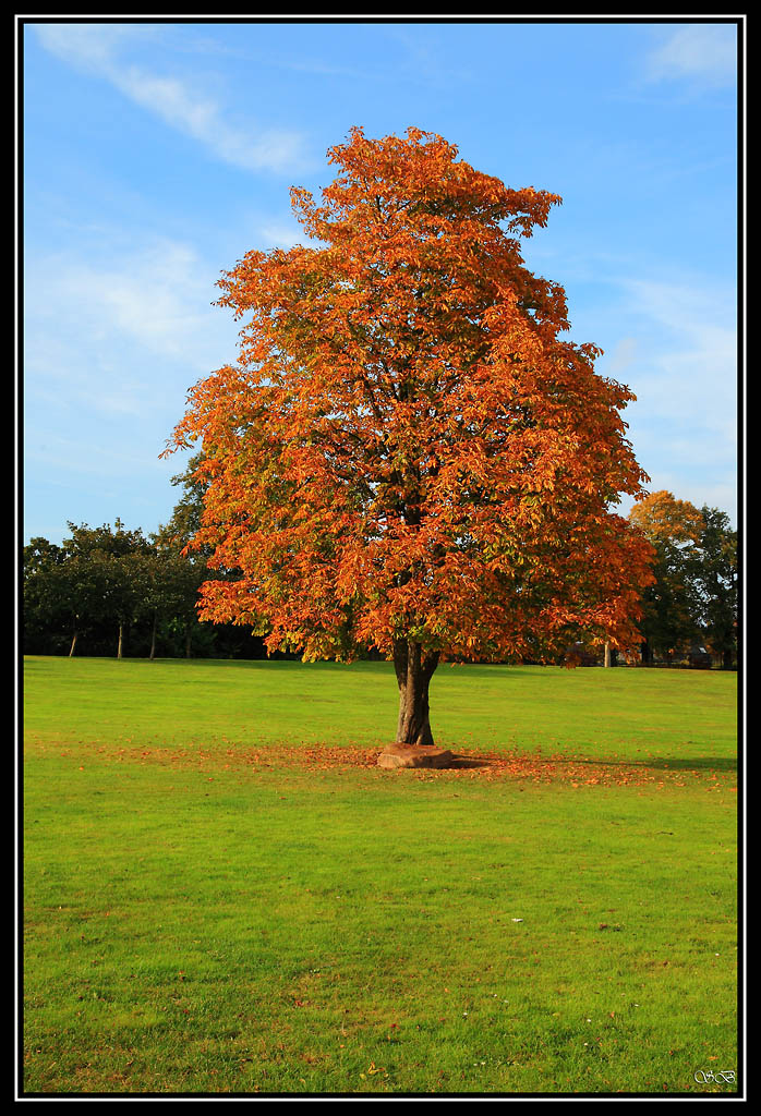 automne 3