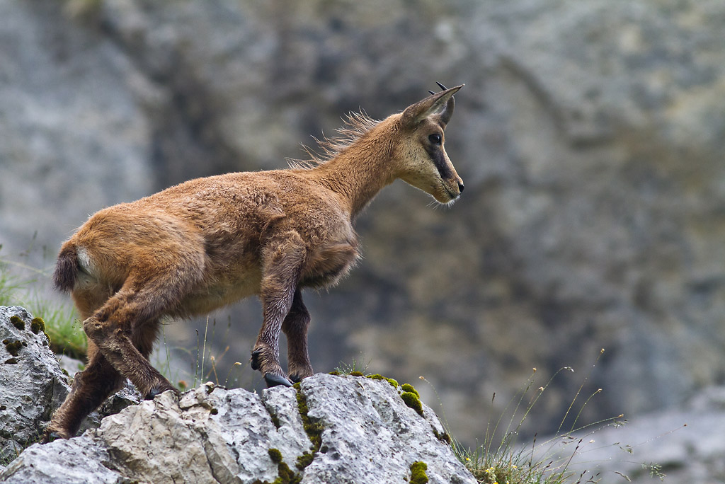 -2011-chamois-1_o.jpg