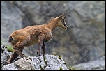 -2011-chamois-1_o.jpg