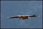 -vautour-remuzat_o.jpg