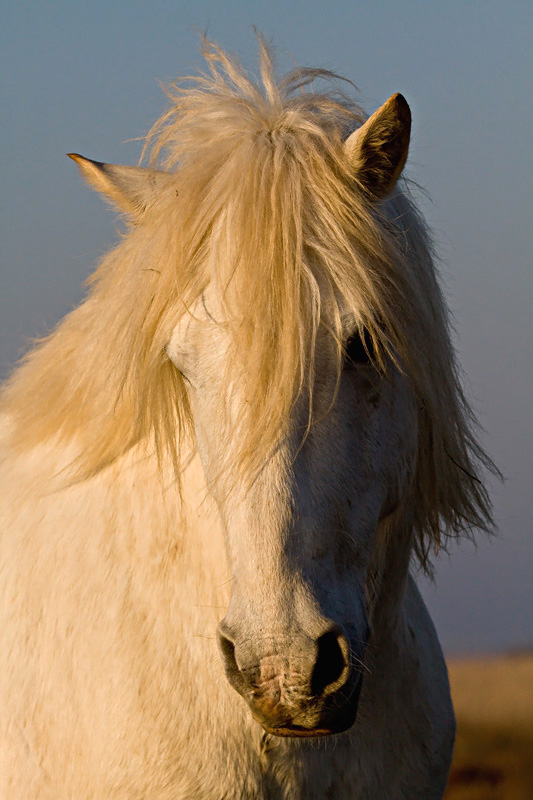 encore un nouveau &#33;&#33;&#33;-img_7280_cheval-camarguais.jpg