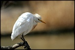 encore un nouveau &#33;&#33;&#33;-img_1892_garde-boeuf.jpg
