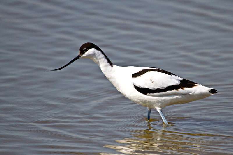 encore un nouveau &#33;&#33;&#33;-img_7578_avocette.jpg