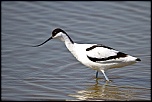 encore un nouveau &#33;&#33;&#33;-img_7578_avocette.jpg