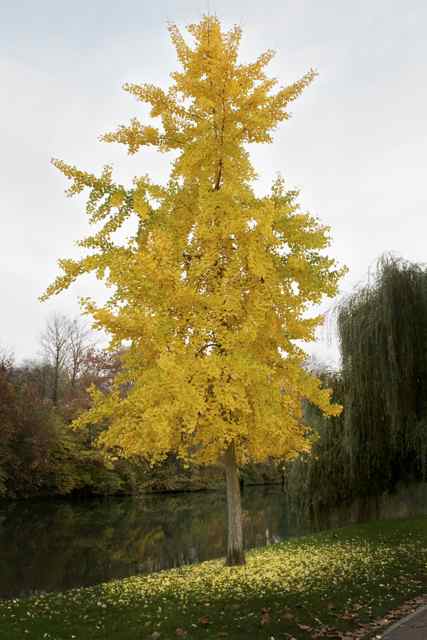 -larbre-jaune-version-2.jpg