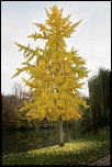L'arbre jaune