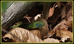 encore un nouveau &#33;&#33;&#33;-img_4469-bordermaker.jpg