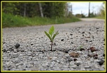 encore un nouveau &#33;&#33;&#33;-img_4506-bordermaker.jpg
