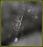 hell-img_4432-bordermaker.jpg