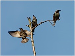 -oiseaux-2011-10-16.jpg
