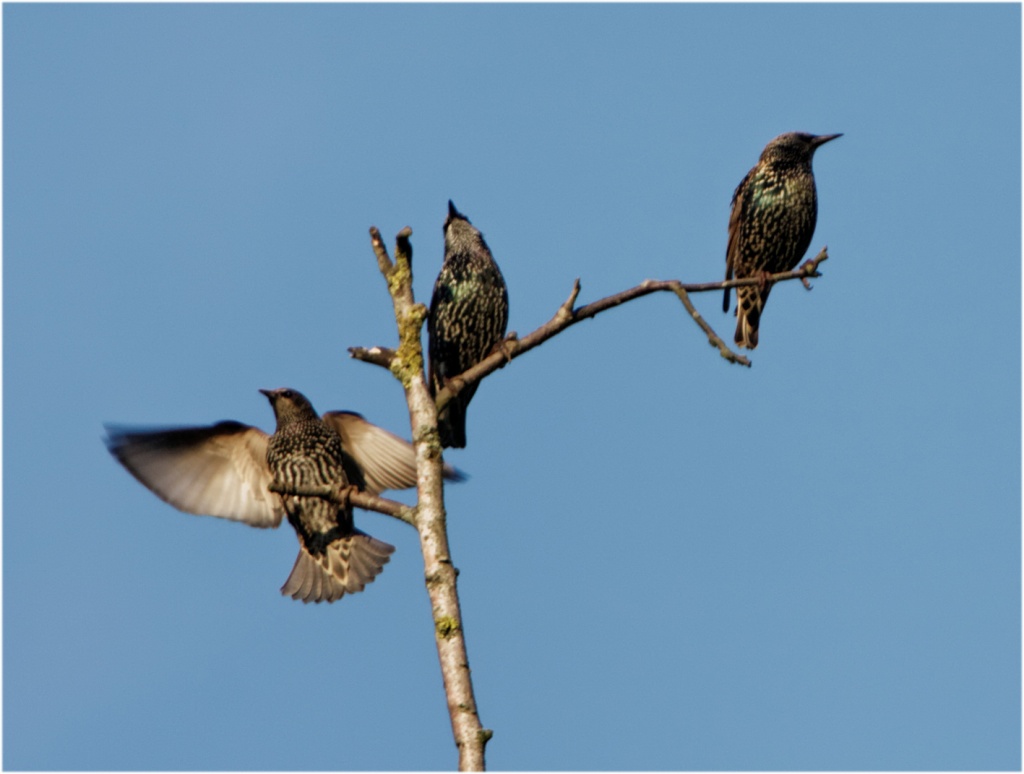 -oiseaux-2011-10-16.jpg