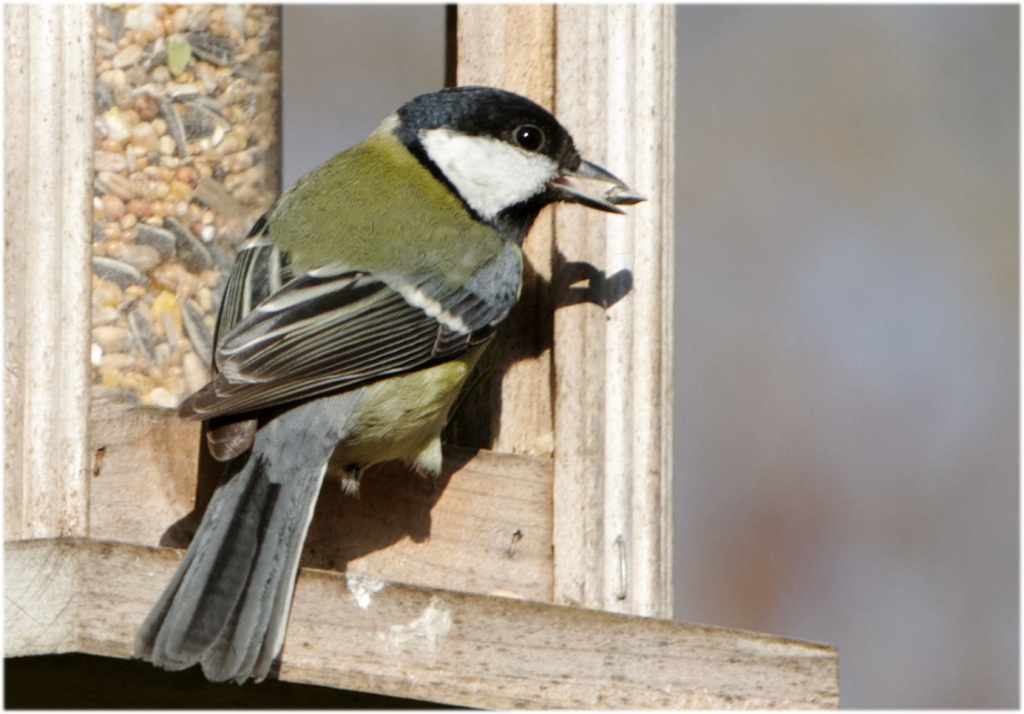 -oiseau-19-11-2011-web.jpg