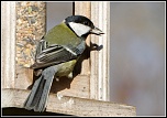 -oiseau-19-11-2011-web.jpg