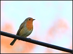 -01112011-rougegeorge2web.jpg