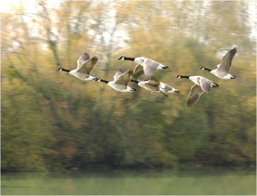 -canards-2.jpg