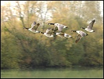 -canards-2.jpg