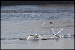 70-300 Sigma APO-img_8767eos.jpg