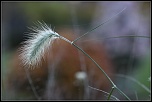 70-300 Sigma APO-img_8728eos.jpg