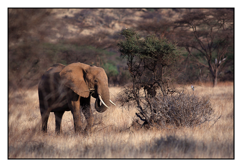 -2010-09-14-elephant-cyr-29-800px.jpg