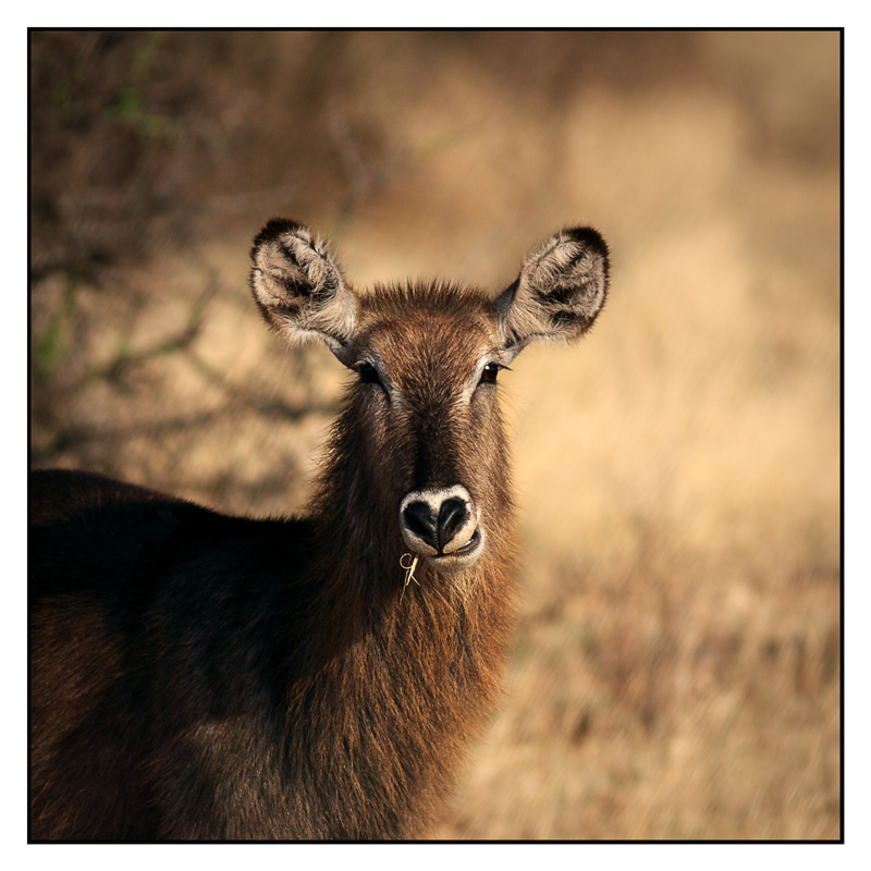 -2010-09-14-waterbuck-cyr-2-800px.jpg