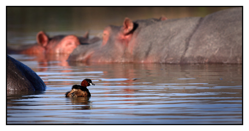 -2010-09-16-hippo-cyr-6-800px.jpg