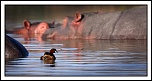 -2010-09-16-hippo-cyr-6-800px.jpg