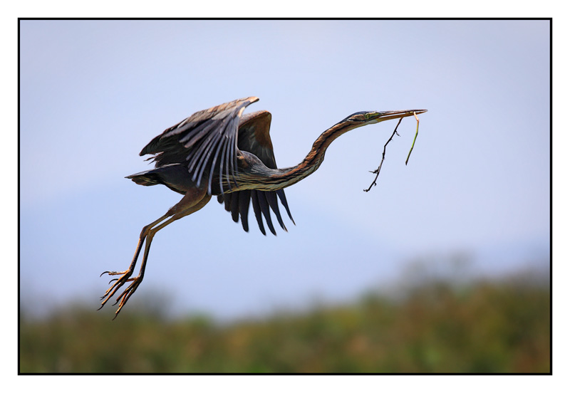 -2010-09-21-heron-pourpre-cyr-11-800px.jpg