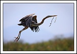 -2010-09-21-heron-pourpre-cyr-11-800px.jpg