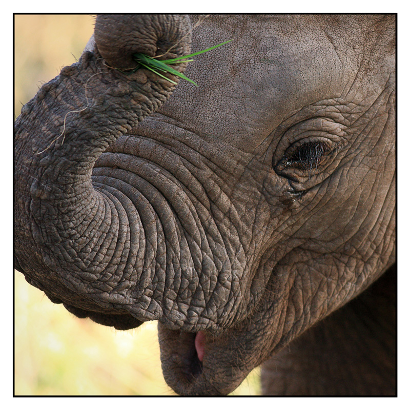 -2010-09-14-elephant-cyr-17-800px.jpg