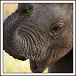 -2010-09-14-elephant-cyr-17-800px.jpg