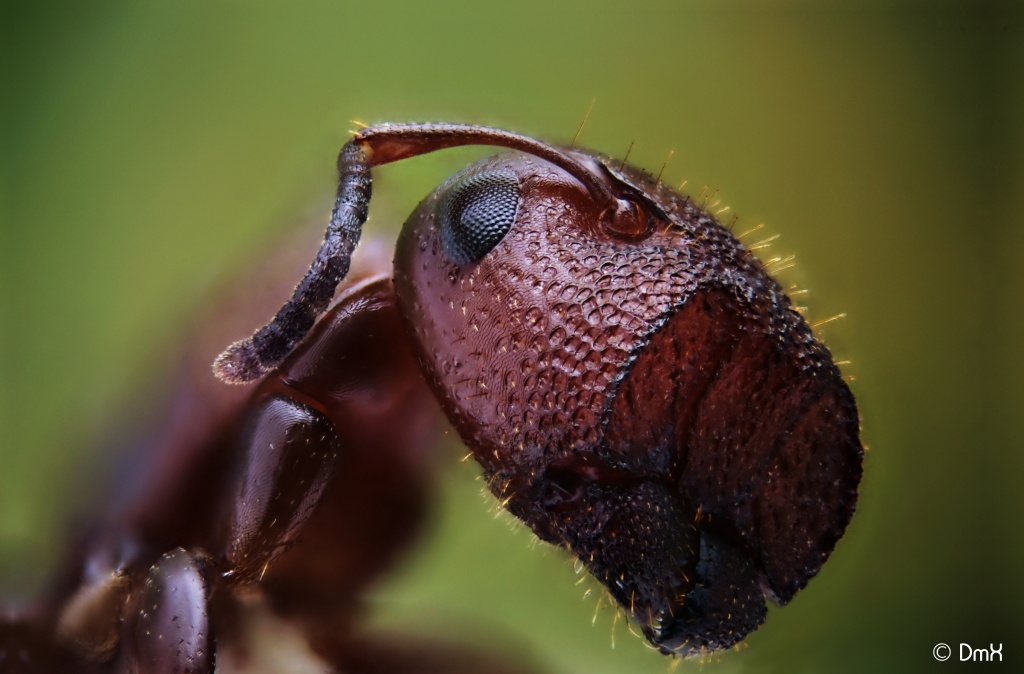 70-300 Sigma APO-camponotus-truncatus-gyne-4.jpg
