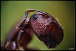 70-300 Sigma APO-camponotus-truncatus-gyne-4.jpg