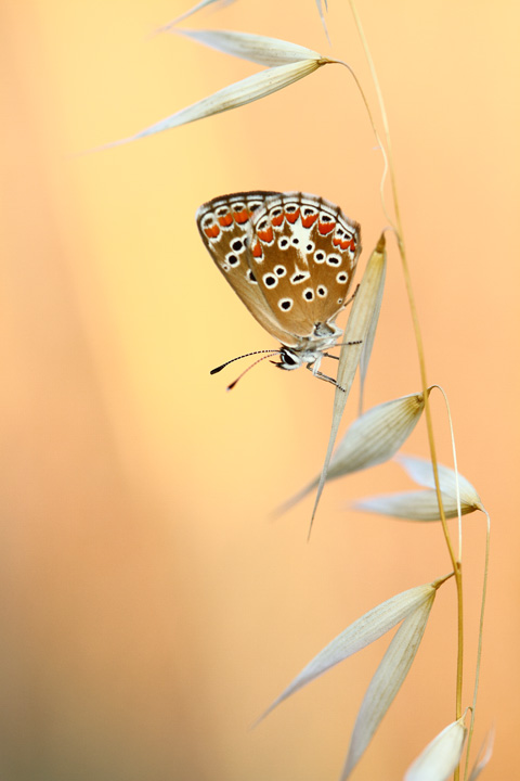 -img_6947.jpg