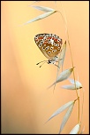 -img_6947.jpg