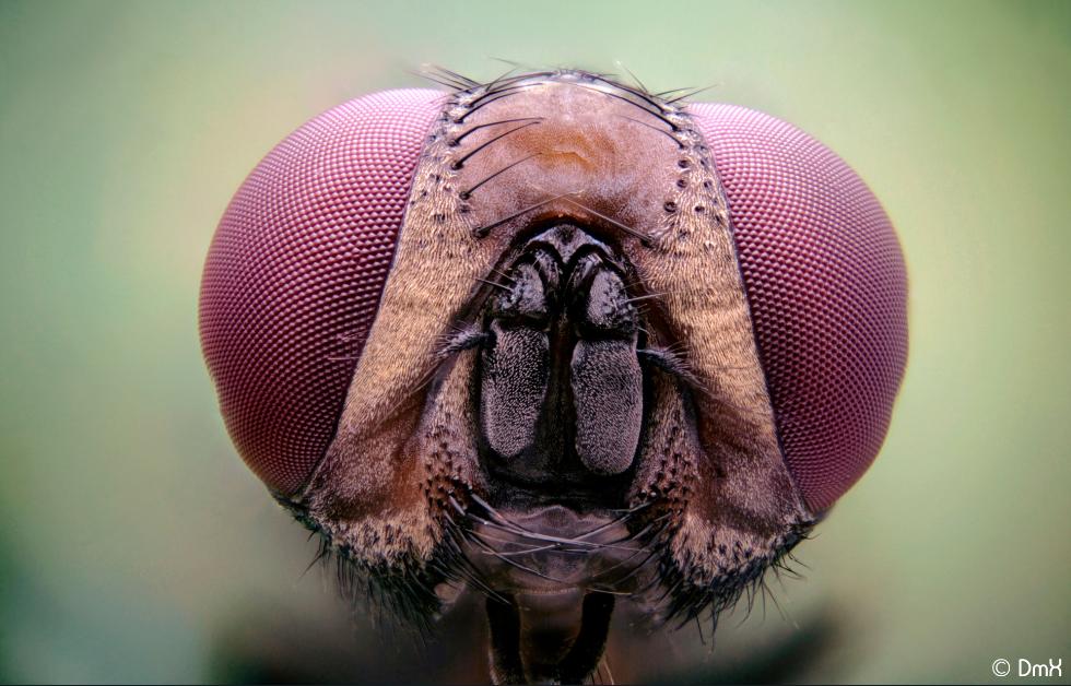 70-300 Sigma APO-mouche.jpg