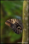 Sigma 70-200 2,8 ex HSM-img_1097.jpg
