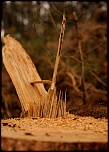 Mise en ligne de vos photos-olr2959d.jpg
