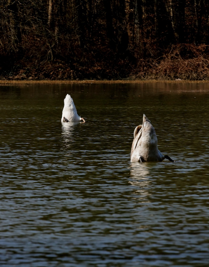 Mise en ligne de vos photos-kz7m0435.jpg
